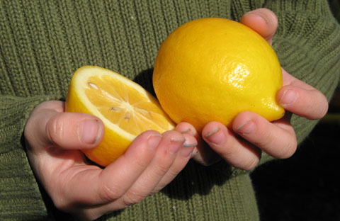 hands holding lemons