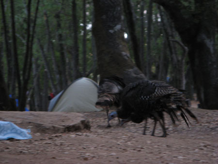 turkeycamp